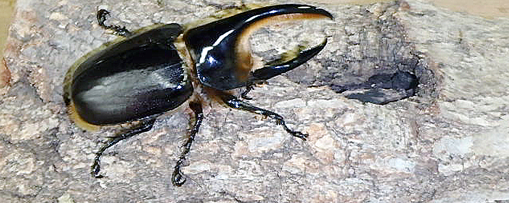 カブトムシの養殖・販売