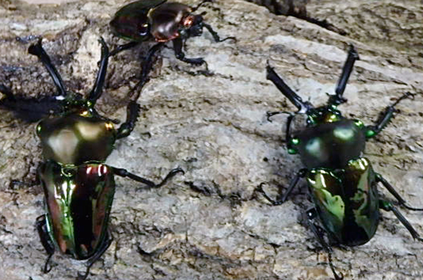 カブトムシの特徴