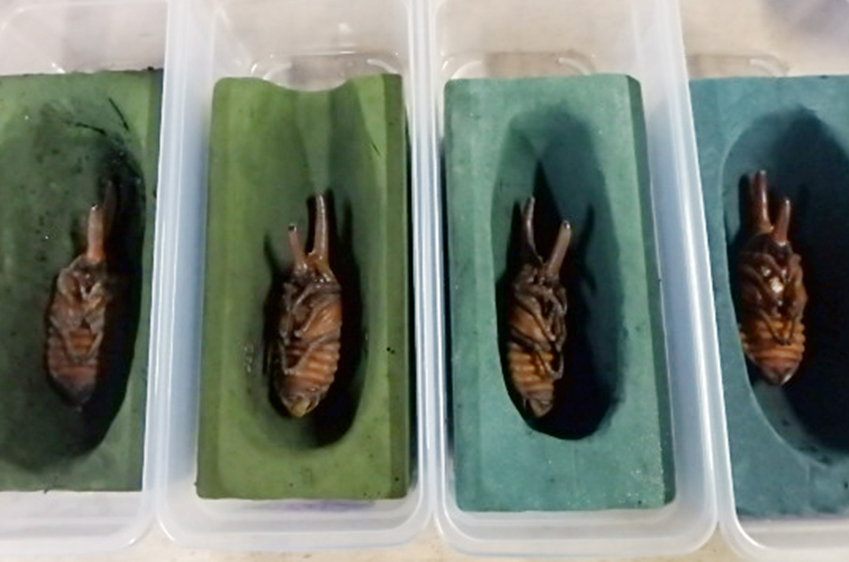 カブトムシの養殖・販売について