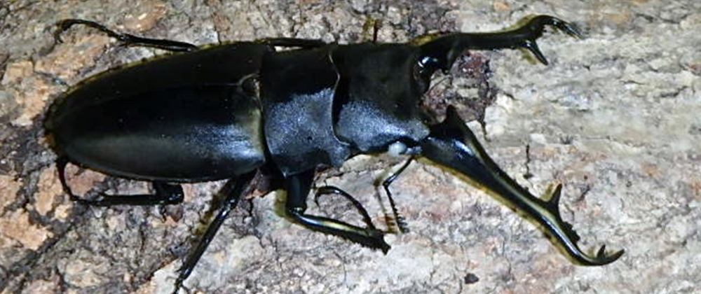 カブトムシの養殖・販売