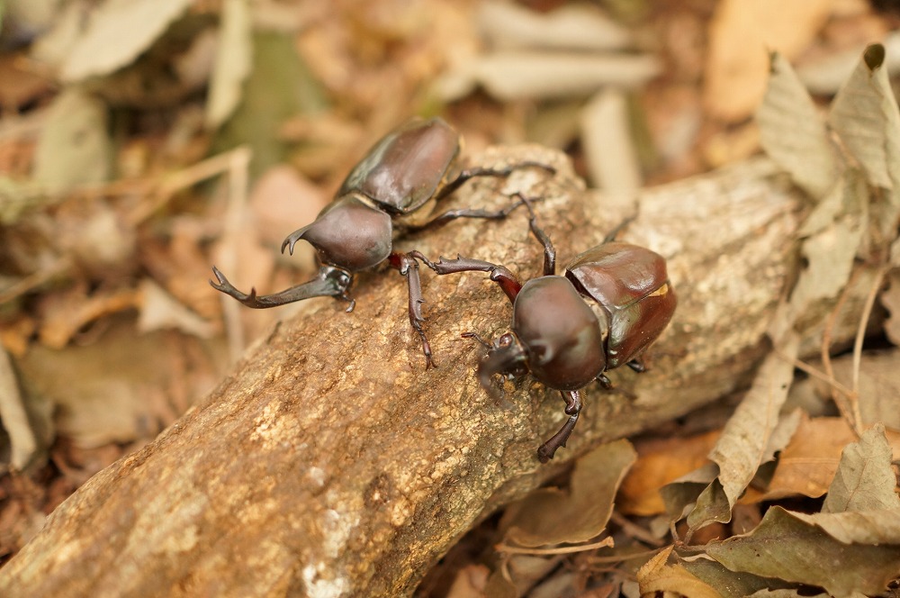 カブトムシの養殖・販売