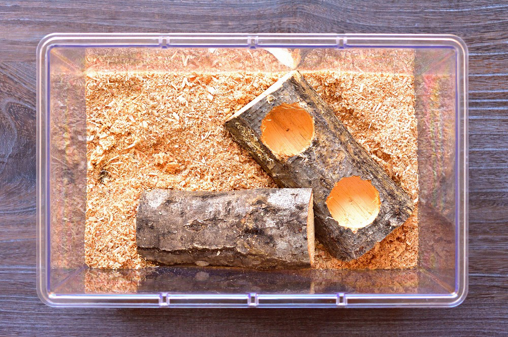 カブトムシの養殖・販売