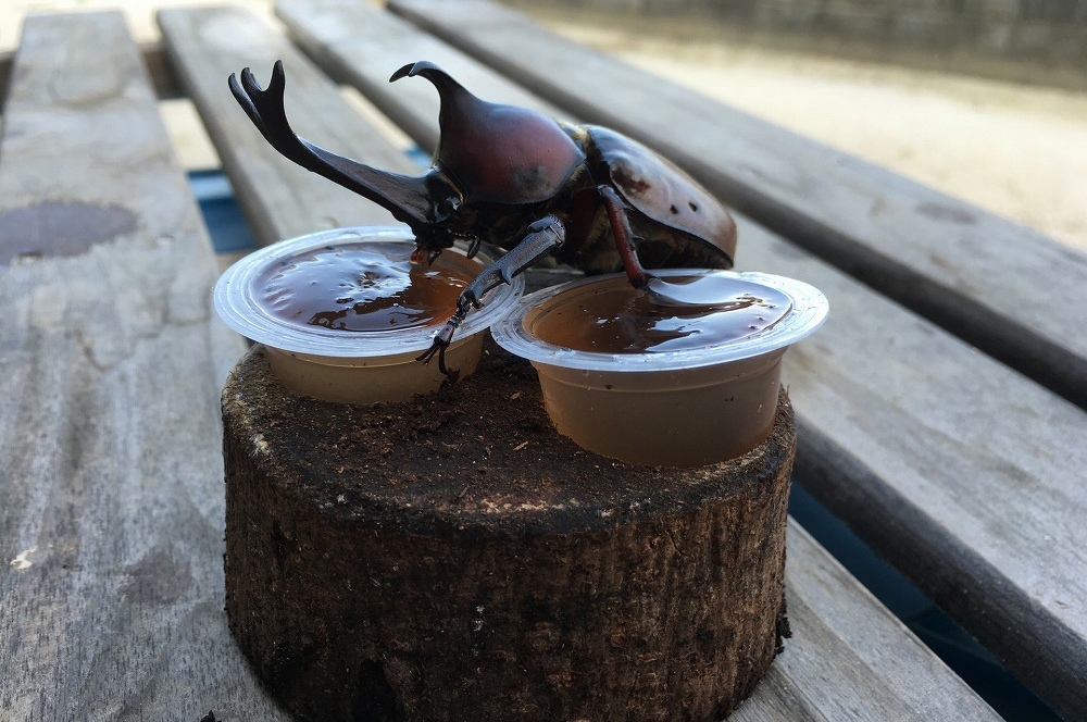 カブトムシの養殖・販売